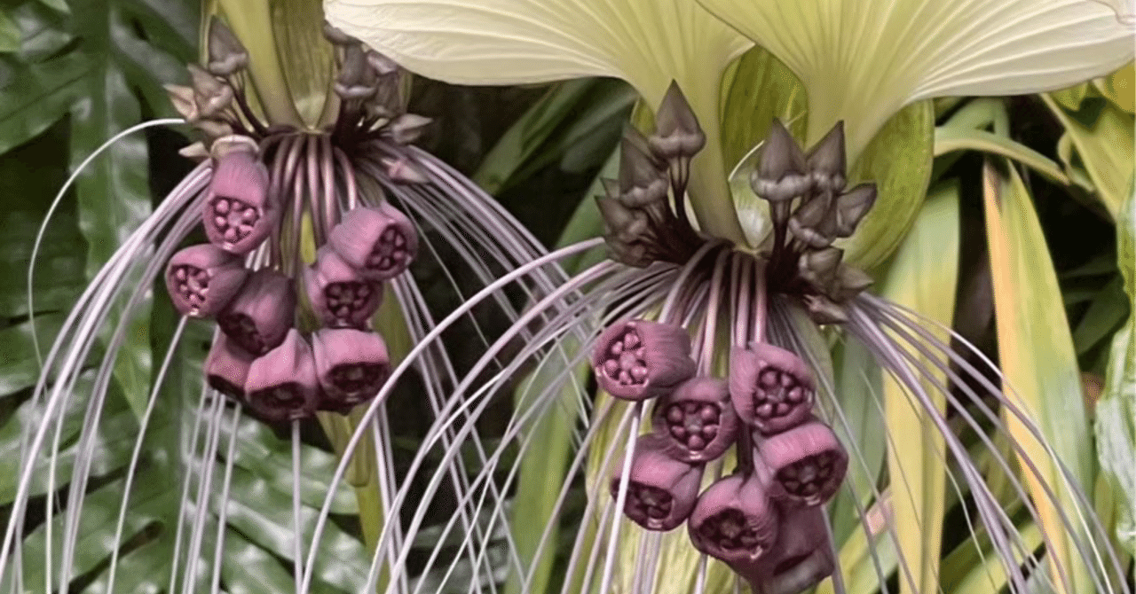 TACCA INTEGRIFOLIA｜EGGSEED
