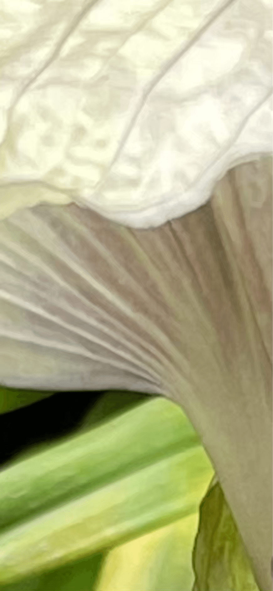 TACCA INTEGRIFOLIA｜EGGSEED