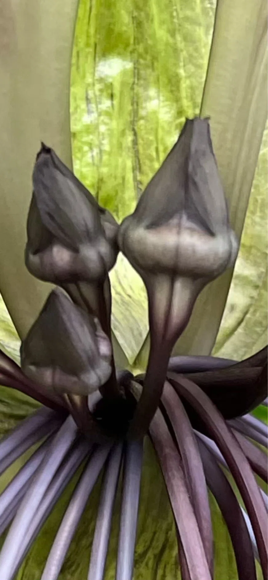 TACCA INTEGRIFOLIA｜EGGSEED