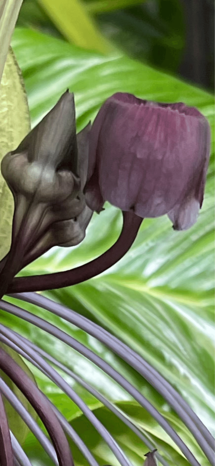苗 タッカインテグリフォリア Tacca Integrifolia 超レア品種 苗 タッカインテグリフォリア Tacca Integrifolia 超レア品種