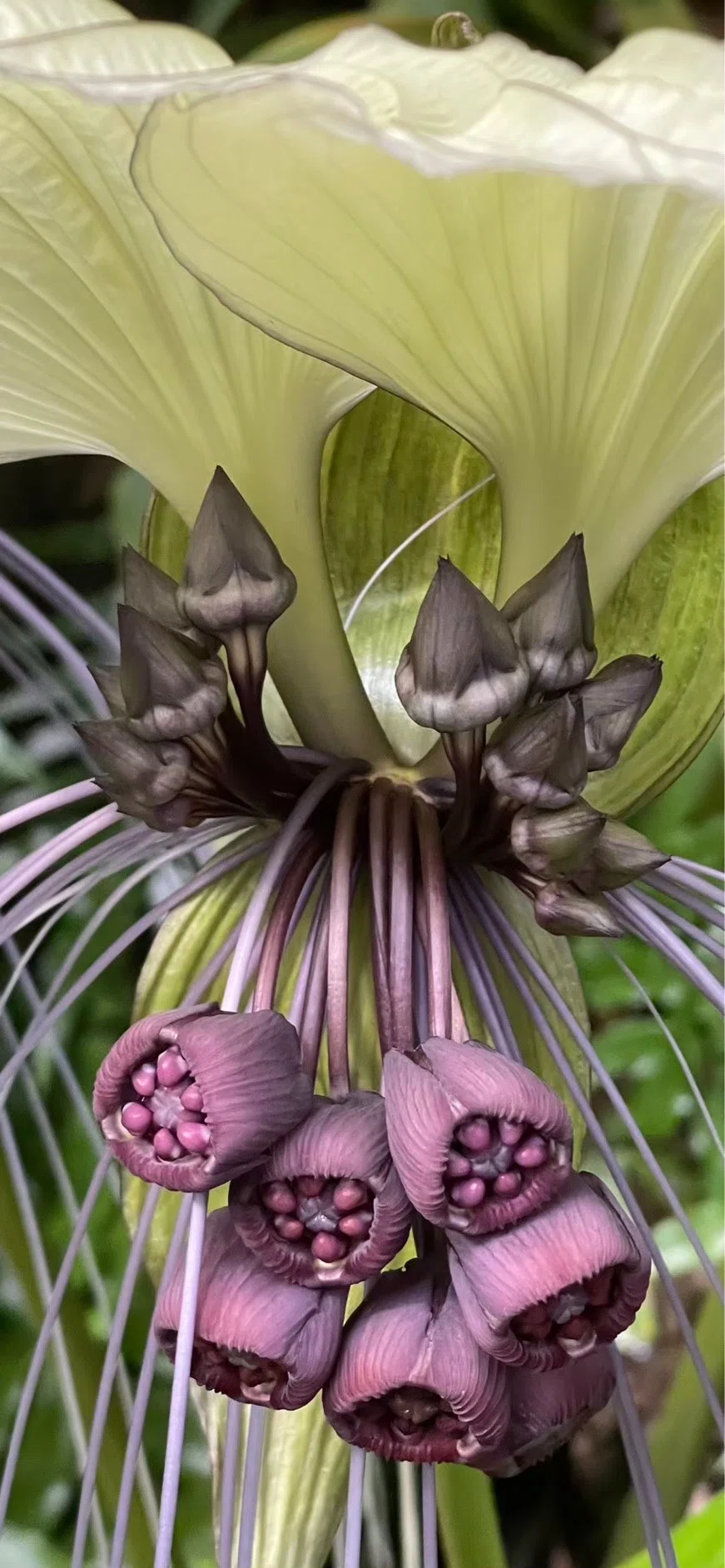 TACCA INTEGRIFOLIA｜EGGSEED