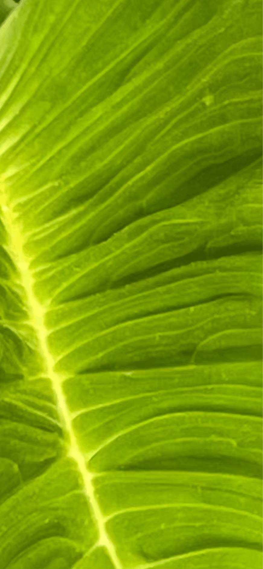 TACCA INTEGRIFOLIA|EGGSEED TACCA INTEGRIFOLIA|EGGSEED