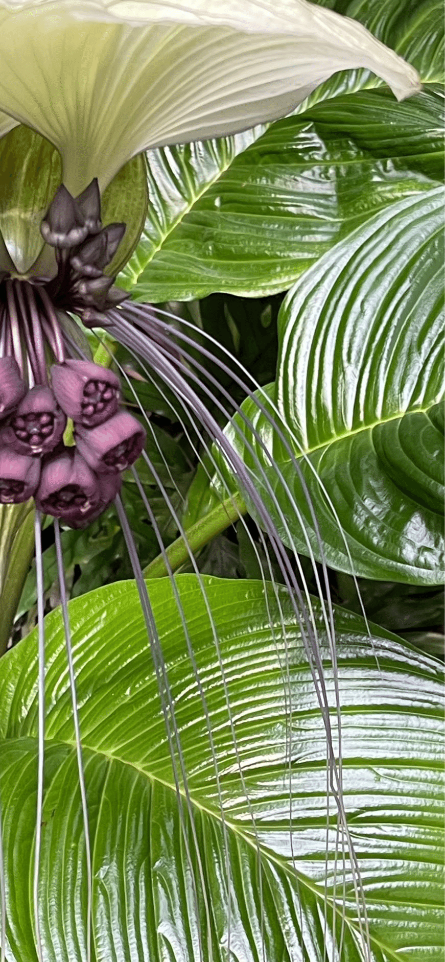 苗 タッカインテグリフォリア Tacca Integrifolia 超レア品種 タッカ インテグリフォリアが見頃です - ミュージアムブログ