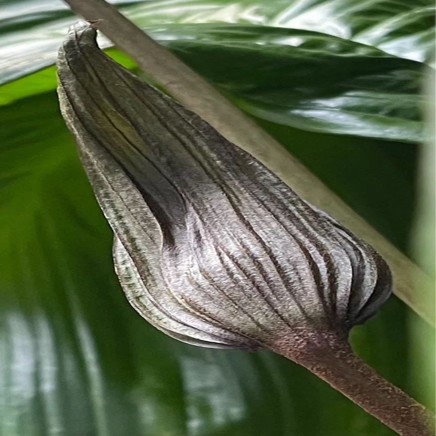 TACCA INTEGRIFOLIA｜EGGSEED