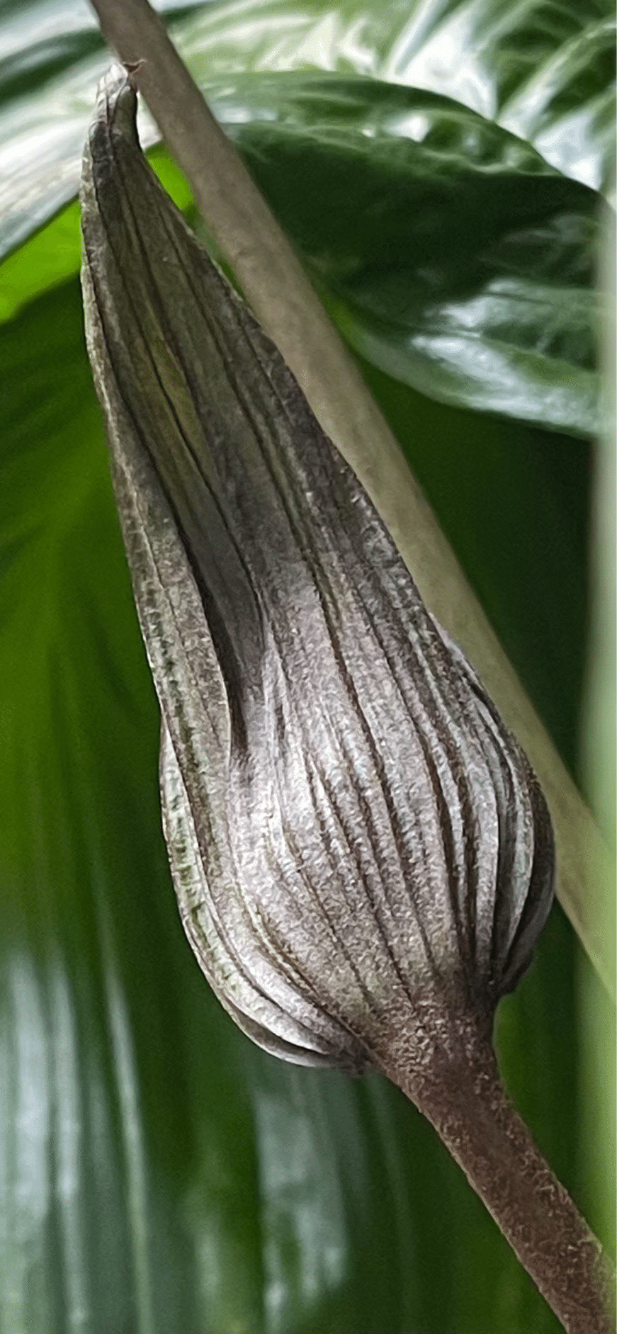 Suzu　タッカ　インテグリフォリア タッカ インテグリフォリアが見頃です - ミュージアムブログ - ときわ