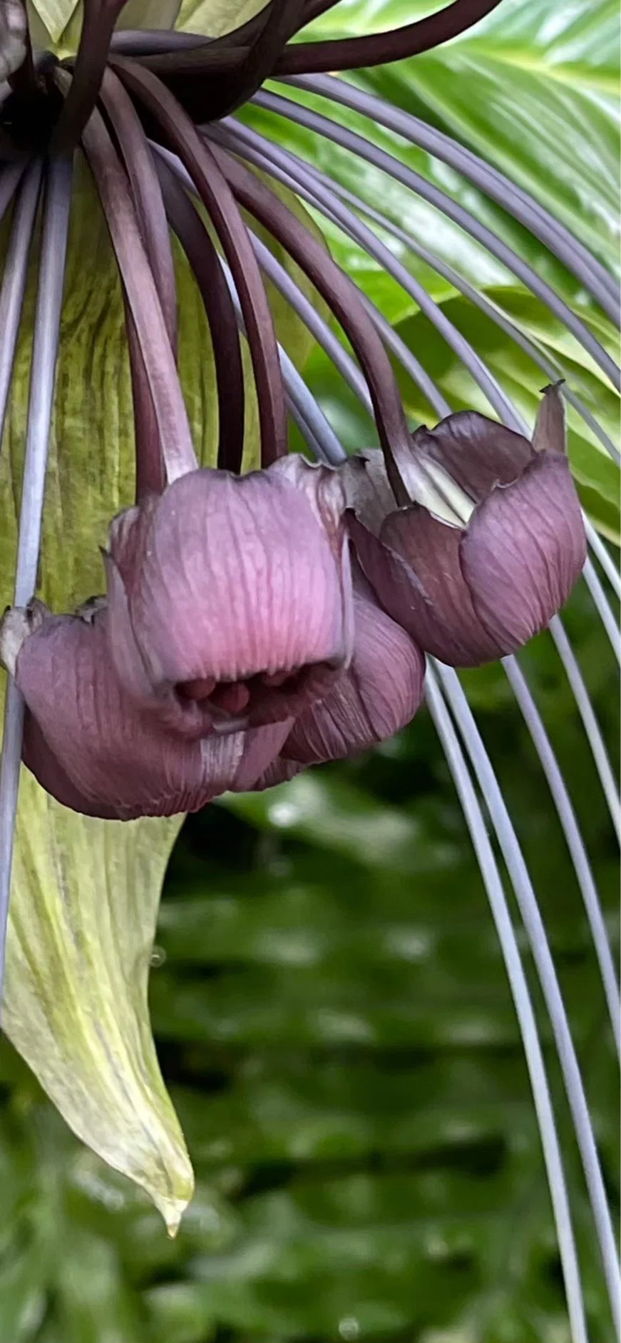 TACCA INTEGRIFOLIA｜EGGSEED