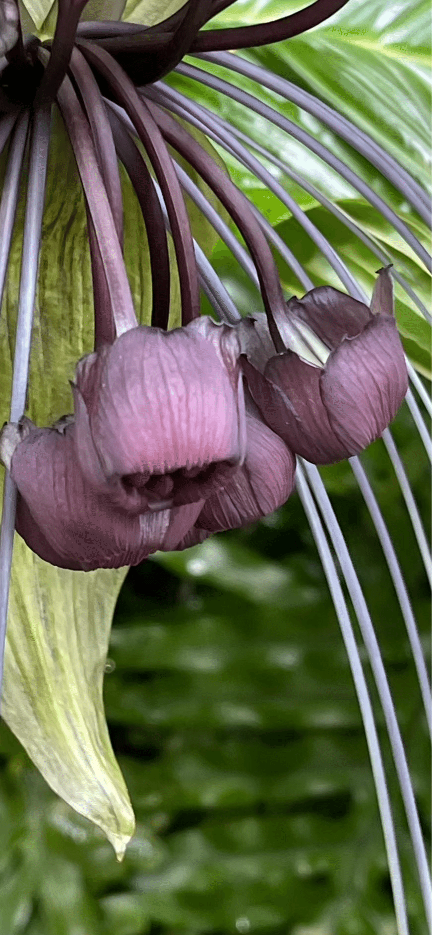 TACCA INTEGRIFOLIA｜EGGSEED