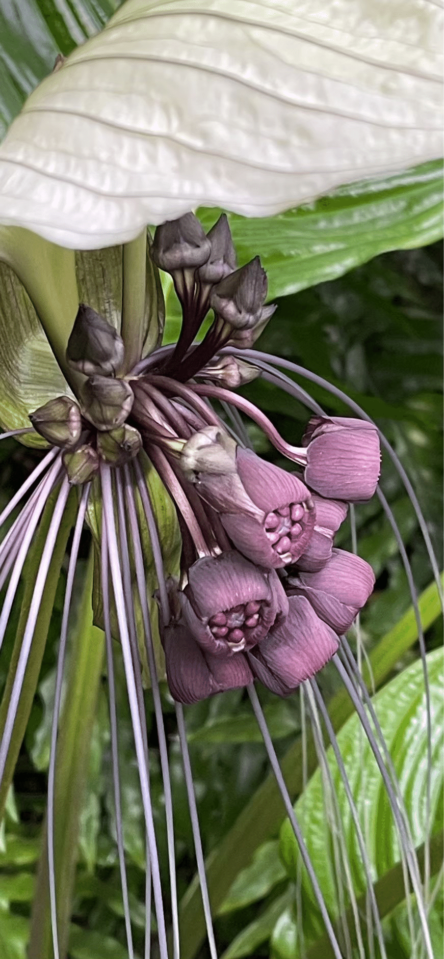 苗 タッカインテグリフォリア Tacca Integrifolia 超レア品種 TACCA INTEGRIFOLIA|EGGSEED