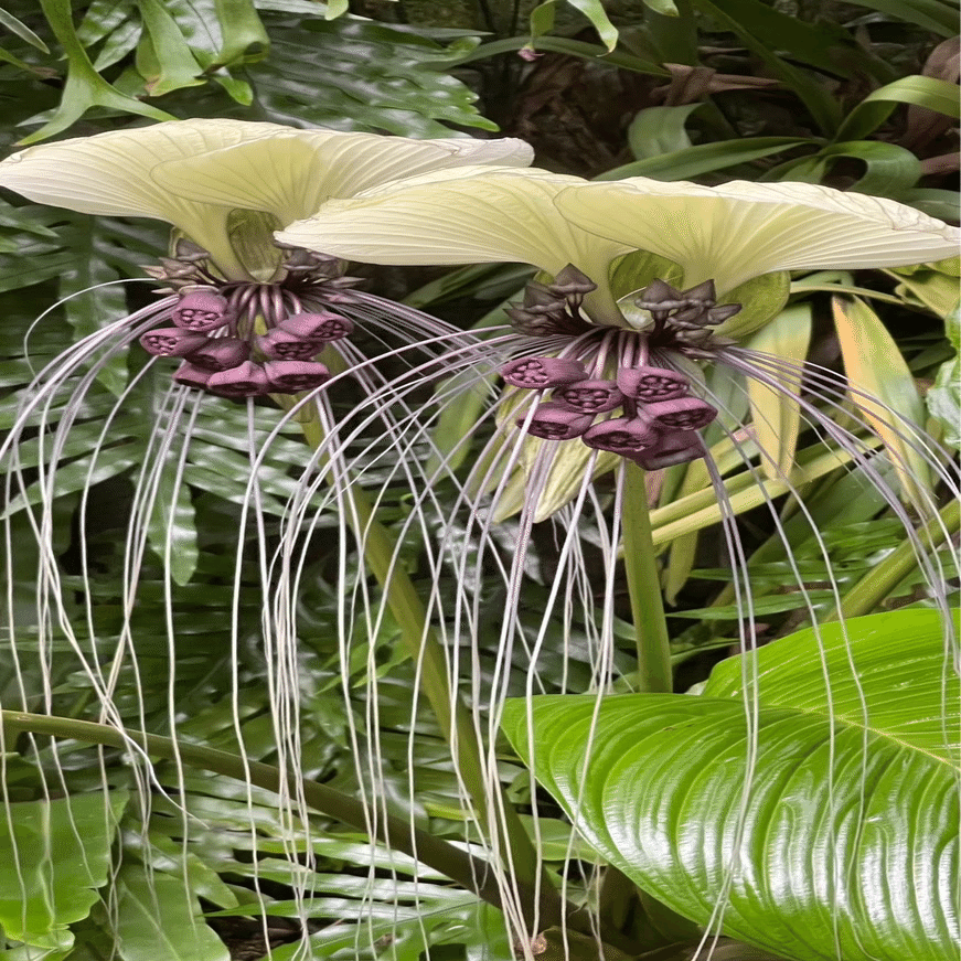 TACCA INTEGRIFOLIA｜EGGSEED