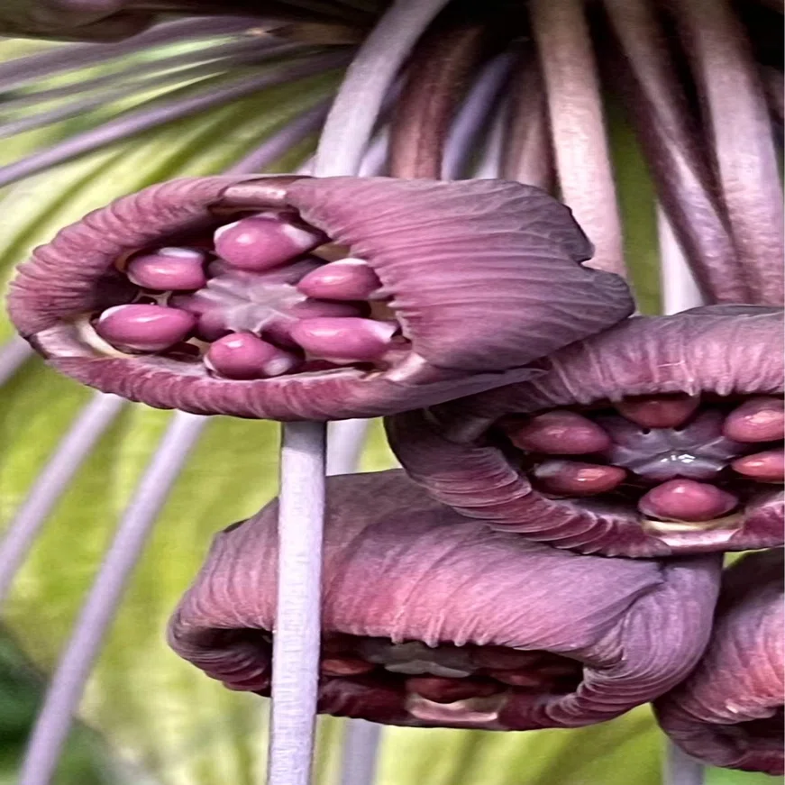 TACCA INTEGRIFOLIA｜EGGSEED