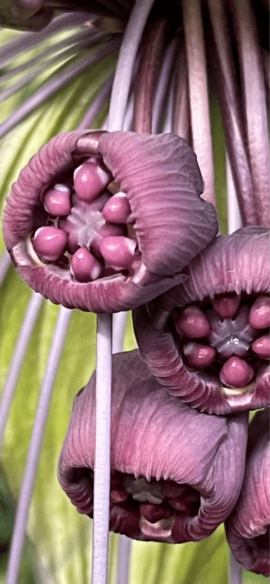 TACCA INTEGRIFOLIA｜EGGSEED