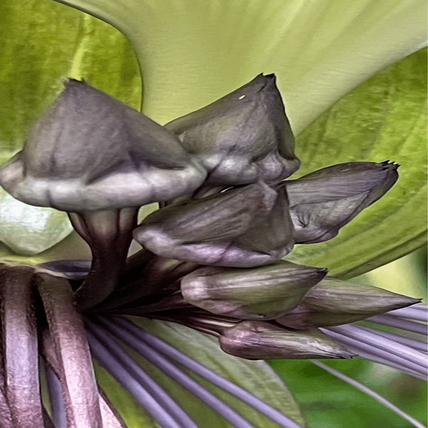 TACCA INTEGRIFOLIA｜EGGSEED