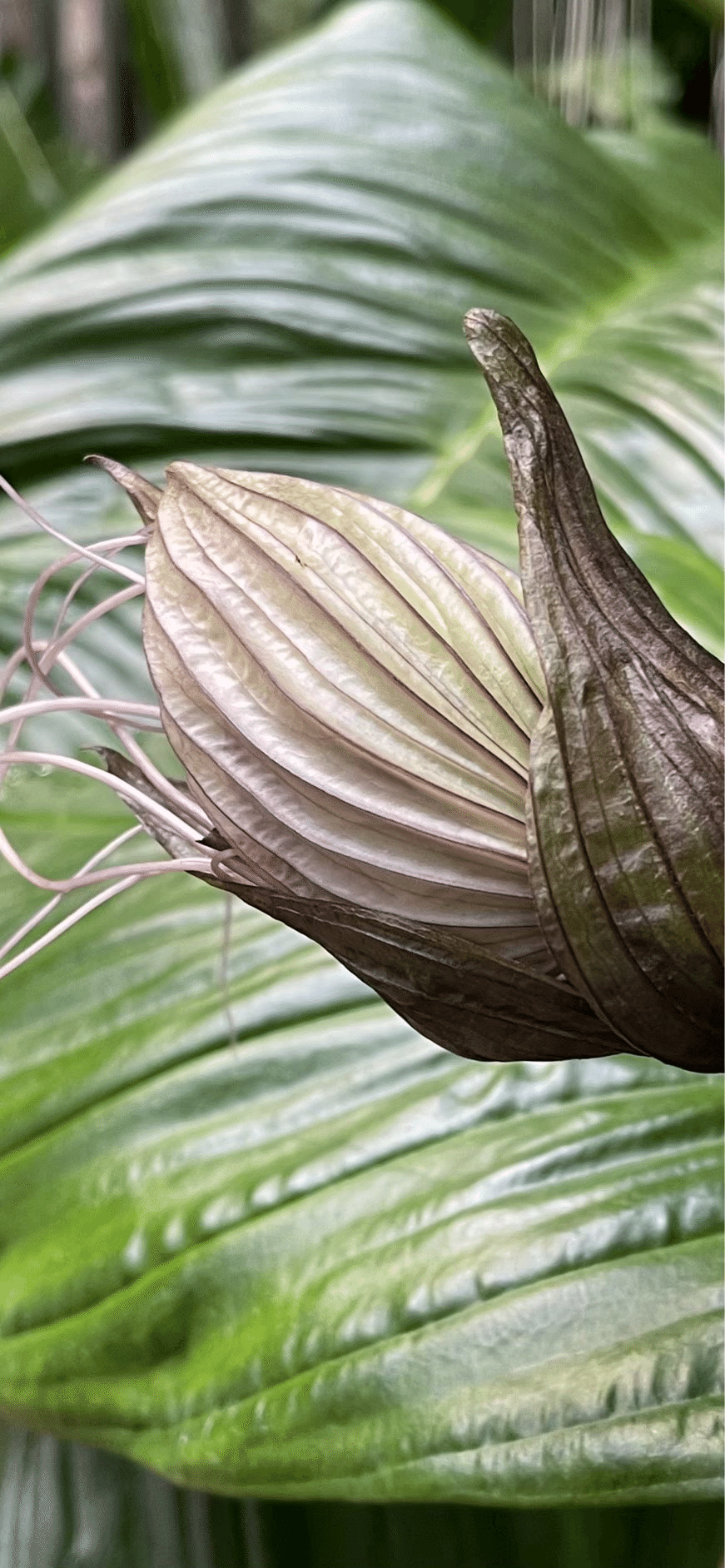 TACCA INTEGRIFOLIA｜EGGSEED