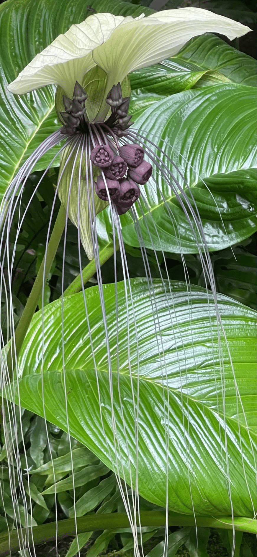 TACCA INTEGRIFOLIA｜EGGSEED