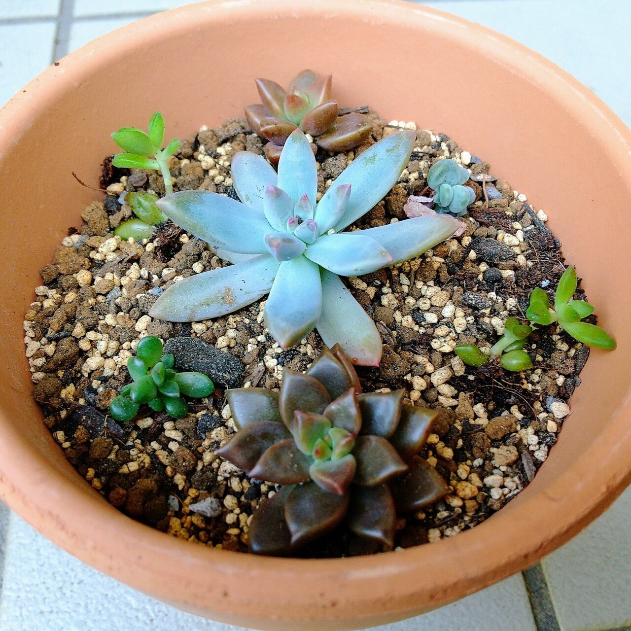 多肉植物寄せ植え❤️ 梅雨だけど多肉の寄せ植え｜エト