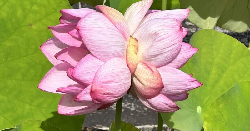 不思議な美しさ！双頭蓮の花が咲いた日の神秘と魅力