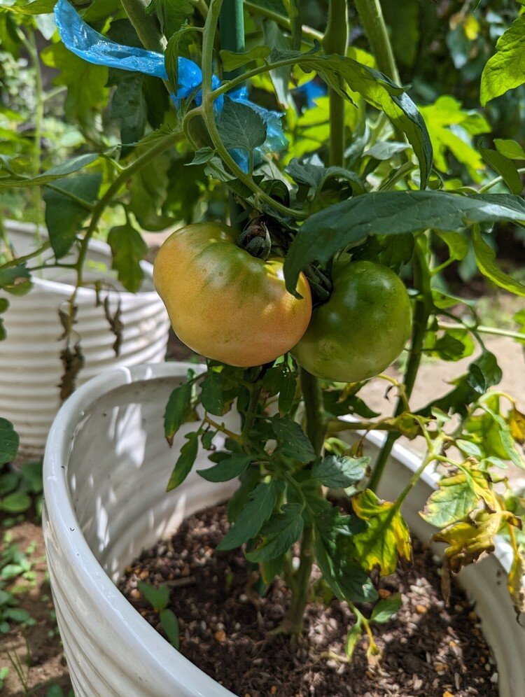 大玉トマトも色づき始めました。早く🍅にならないかなぁ。