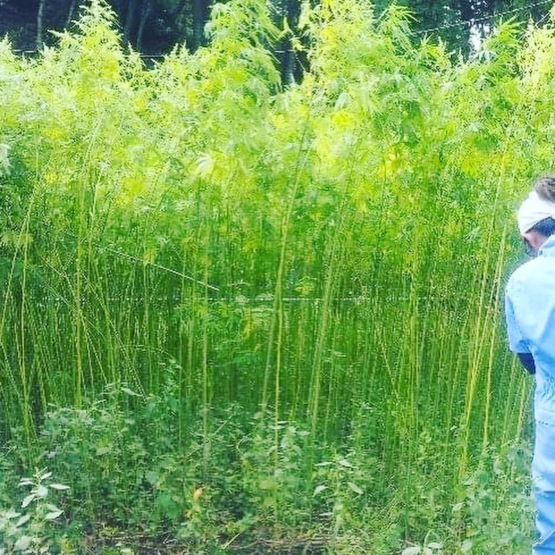 「麻」とはどんなもの? 「麻(ヘンプ)」のある暮らし|麻職人ひさこの里山くらし