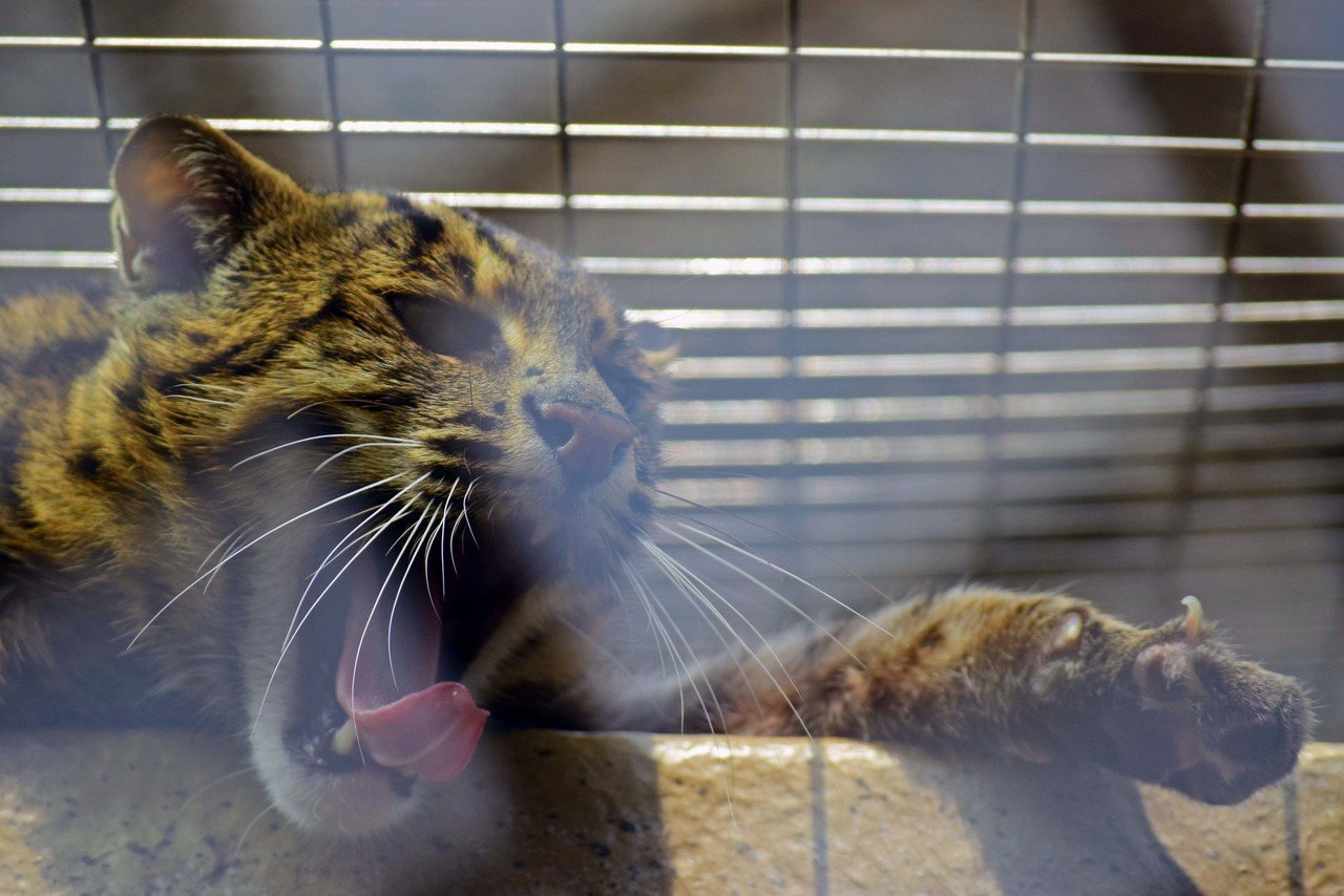 写真記録 鳥羽水族館のスナドリネコ 秋 Note