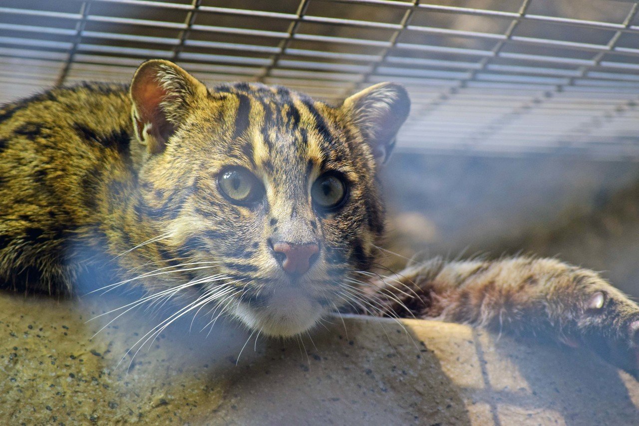 写真記録 鳥羽水族館のスナドリネコ 秋 Note