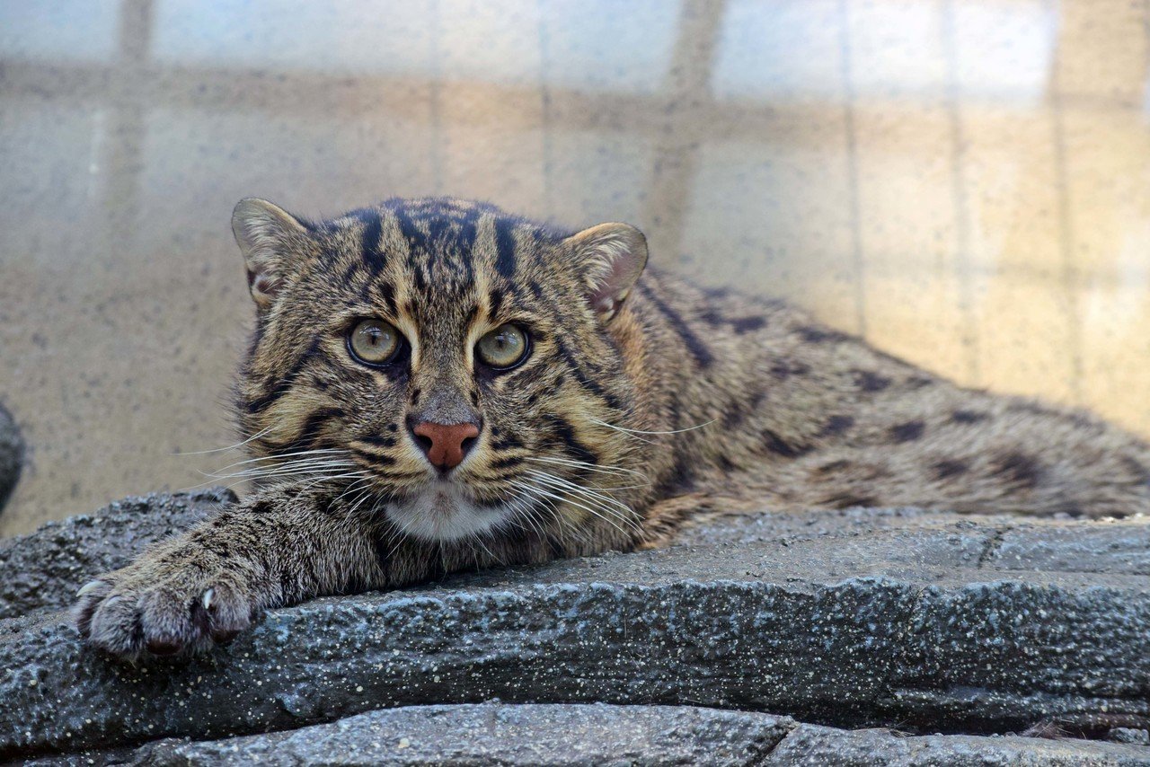 写真記録 鳥羽水族館のスナドリネコ 秋 Note