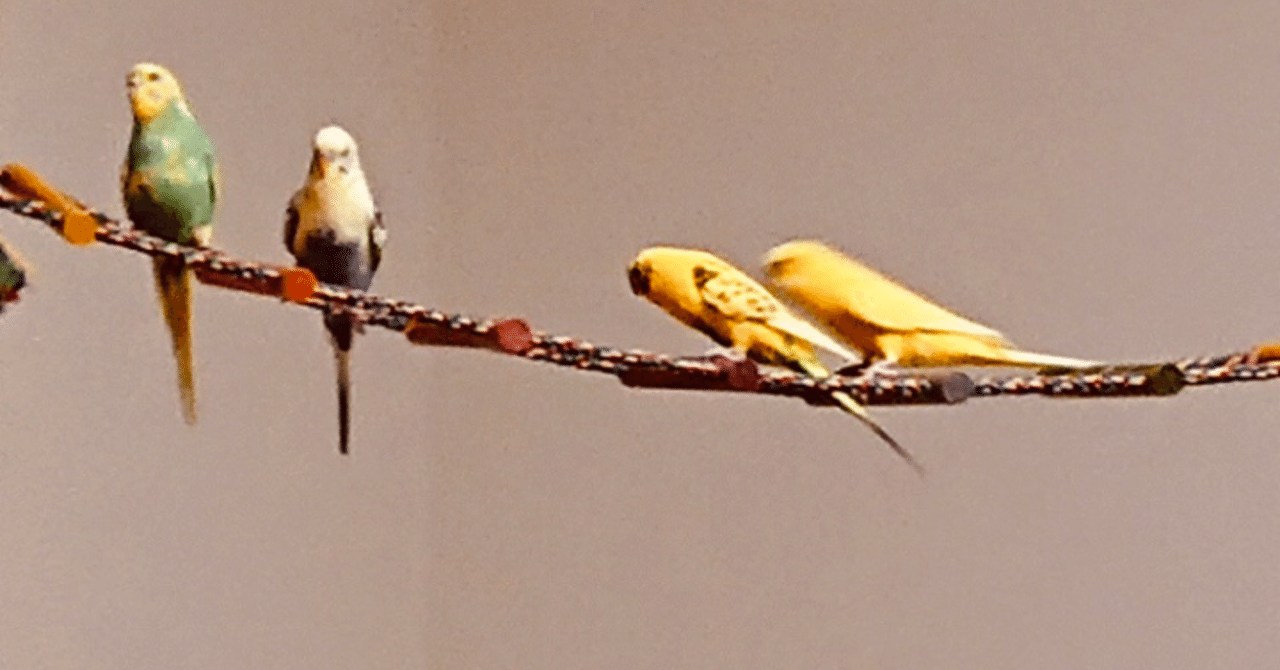 我がインコたちよ 世に翔け 麻衣 Note
