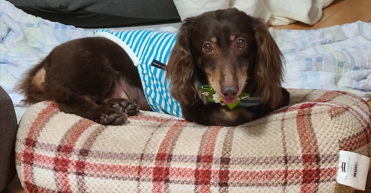 血管肉腫はどのように治療されますか?