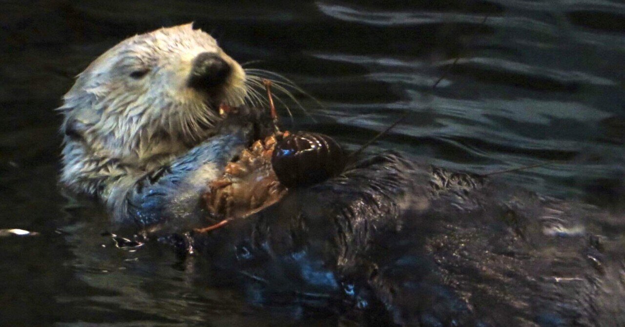 最近まで水族館に居たラッコたちの話。｜Olivine