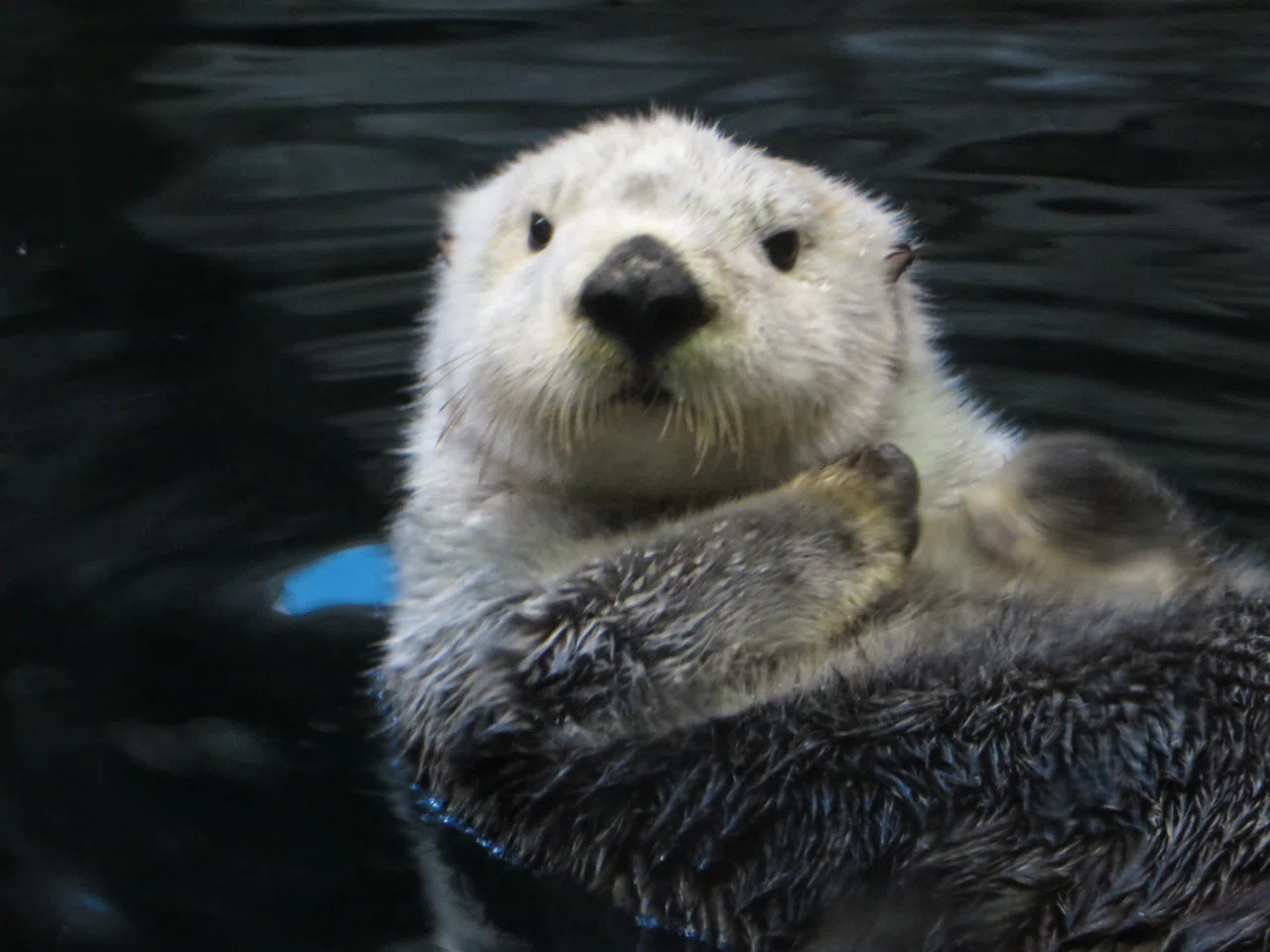 最近まで水族館に居たラッコたちの話。｜Olivine