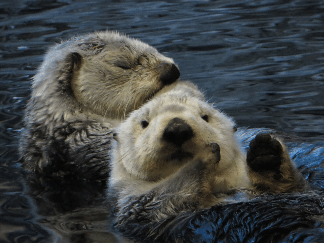 最近まで水族館に居たラッコたちの話。|Olivine 最近まで水族館に居たラッコたちの話。|Olivine