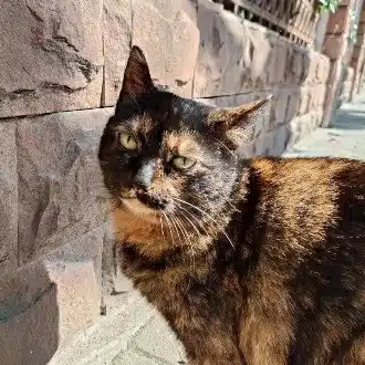 さとー
