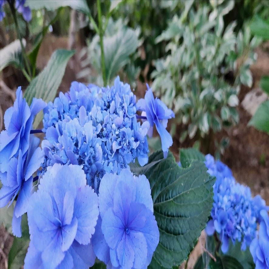 紫陽花(アジサイ)の剪定【誰でもできる！！】｜yuuuuuuutro7