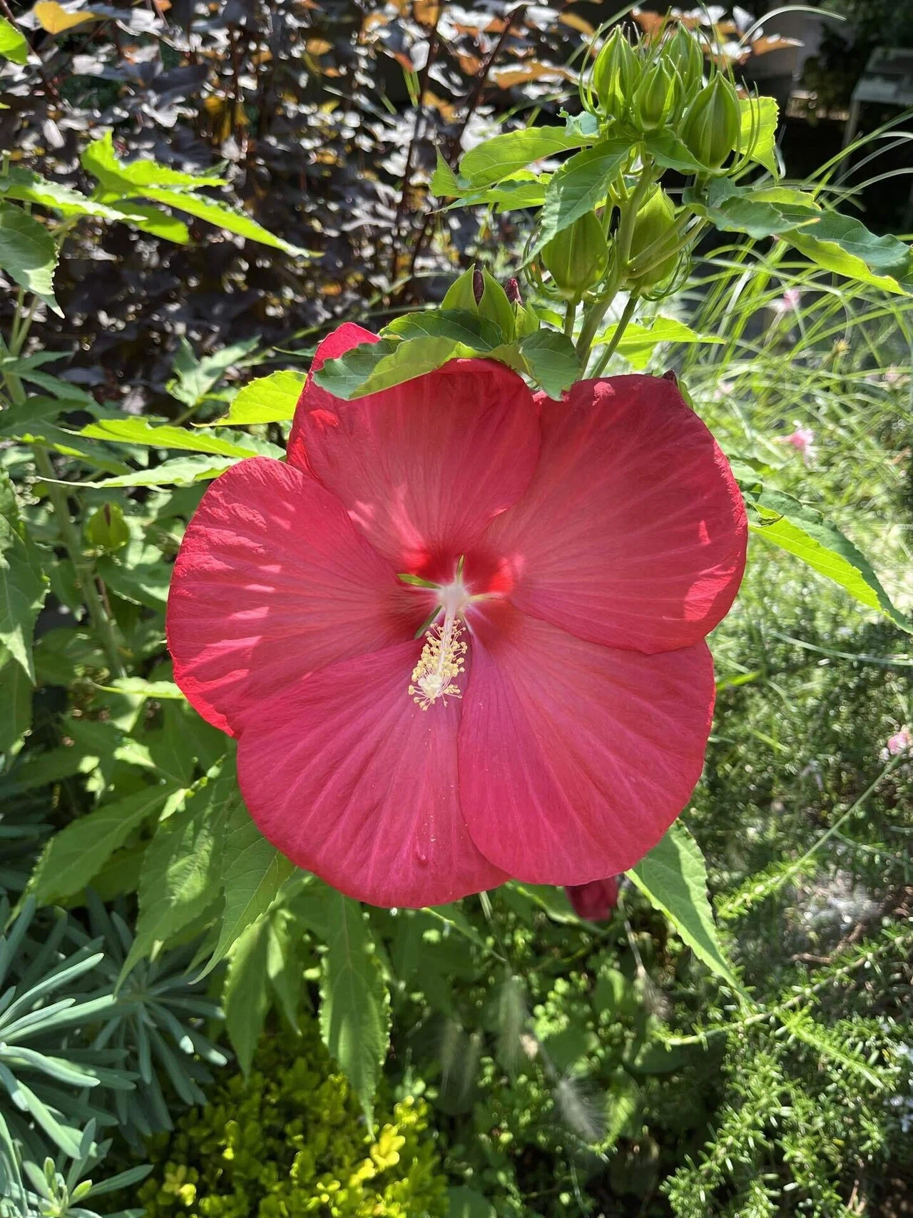 私の方が目立っている】 おはようございます。 今日の草花は 