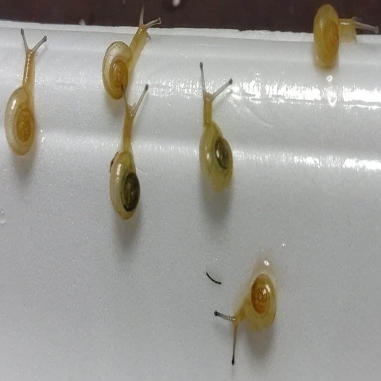 カタツムリ🐌 なにを食べてきたのかな？｜いふ！