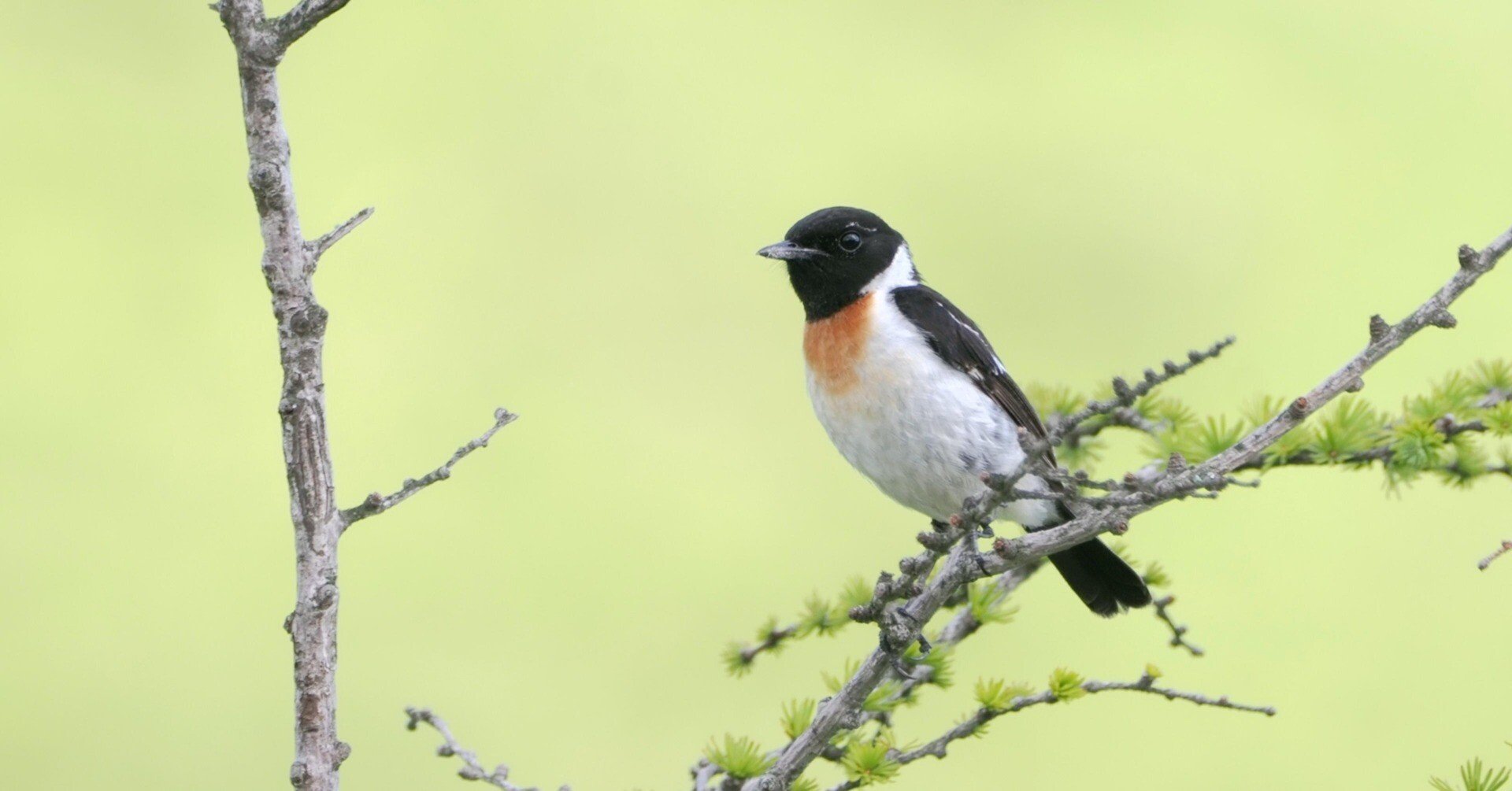 解説！鳥の鳴き声図鑑#002 ～夏の高原は小鳥がいっぱい！～｜OM SYSTEM