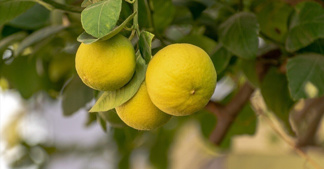 はるか蜜柑大苗木　レモンの横に♪ はるか蜜柑苗木♪ レモンの横に♪ 【公式通販】