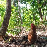 Farm Agricola | 平飼い養鶏×就労支援