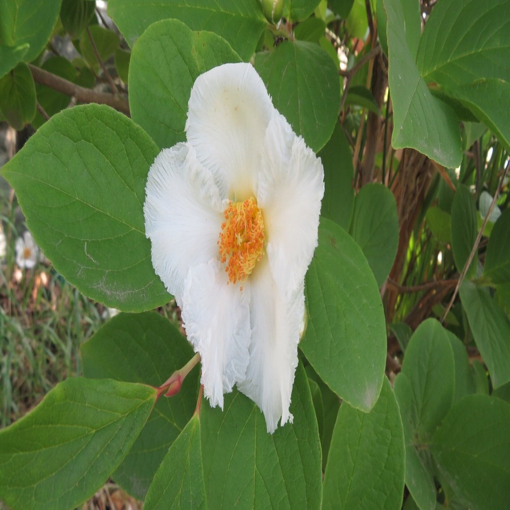 沙羅双樹シャラの木花｜雲仙人