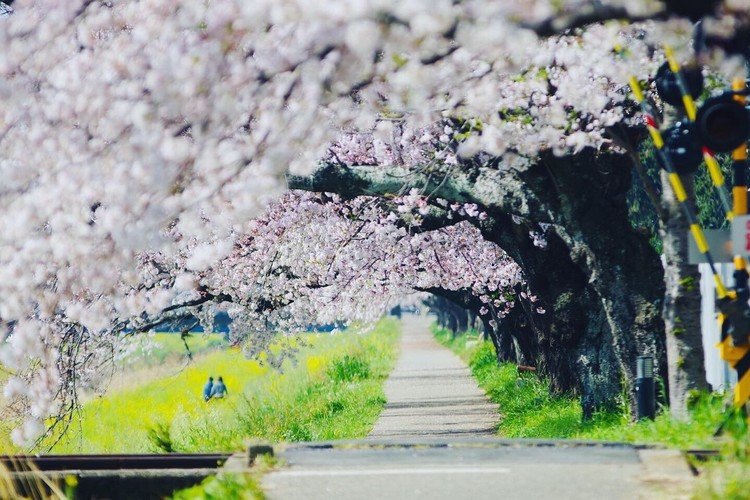 豊川市の桜の名所「佐奈川堤」
桜と菜の花が咲いとても綺麗なので毎年カメラを持って写真を撮って来ます。
今年はタイミングが少し遅くだいぶ散ってしまってた💦