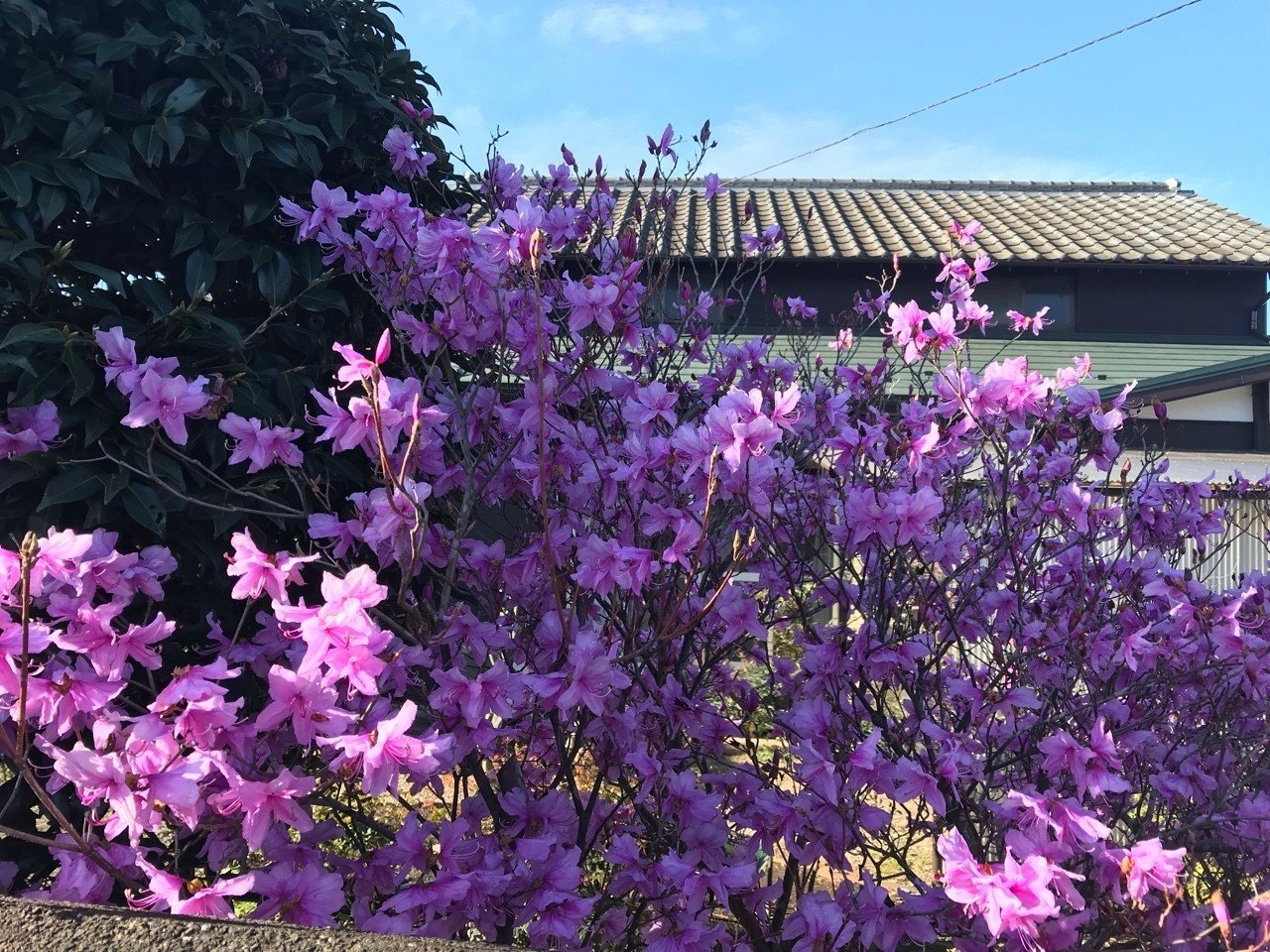 躑躅 ツツジ の季節 マンボウ Note