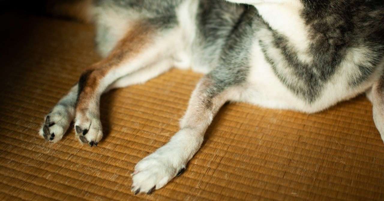 犬も倒れた 猫手舎 Note