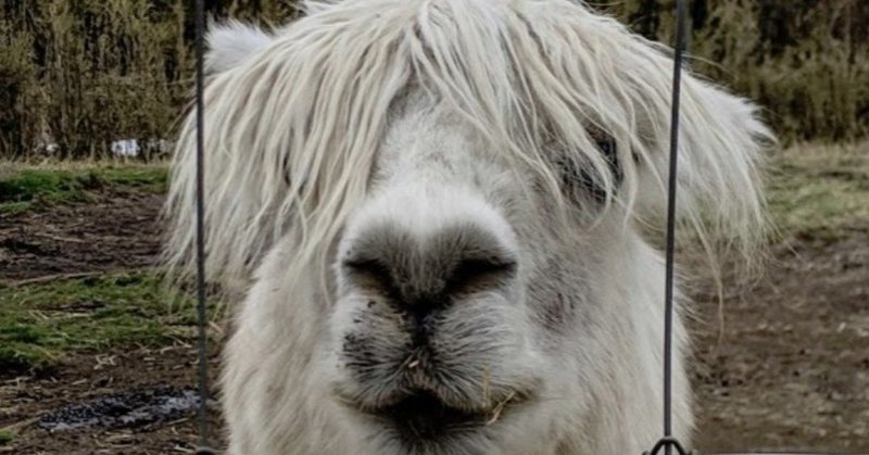 首の長い獣 横に長い瞳 19年4月12日の日記 品田遊 ダ ヴィンチ 恐山 Note