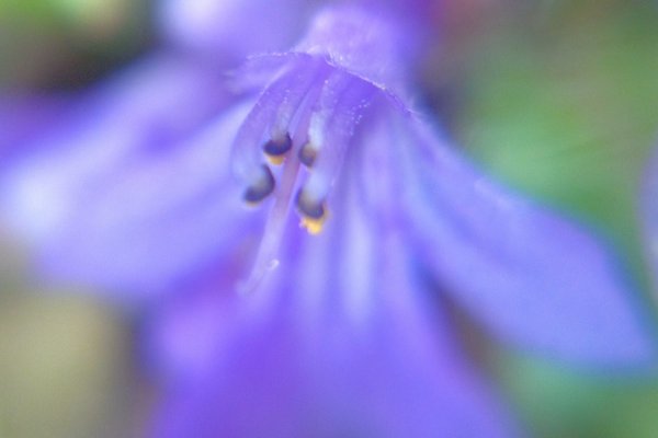 キランソウ花言葉はあなたを待っています の新着タグ記事一覧 Note つくる つながる とどける キランソウ花言葉はあなたを待っています の新着タグ記事一覧 Note つくる つながる とどける