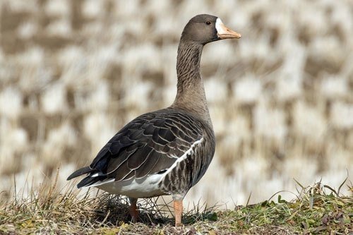 第152回 がんもどきと雁 翆野 大地 Note 第152回 がんもどきと雁 翆野 大地 Note