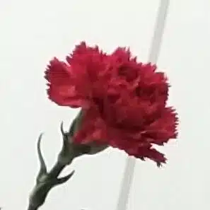 まきこ