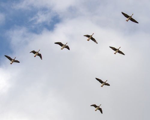 第152回 がんもどきと雁 翆野 大地 Note 第152回 がんもどきと雁 翆野 大地 Note