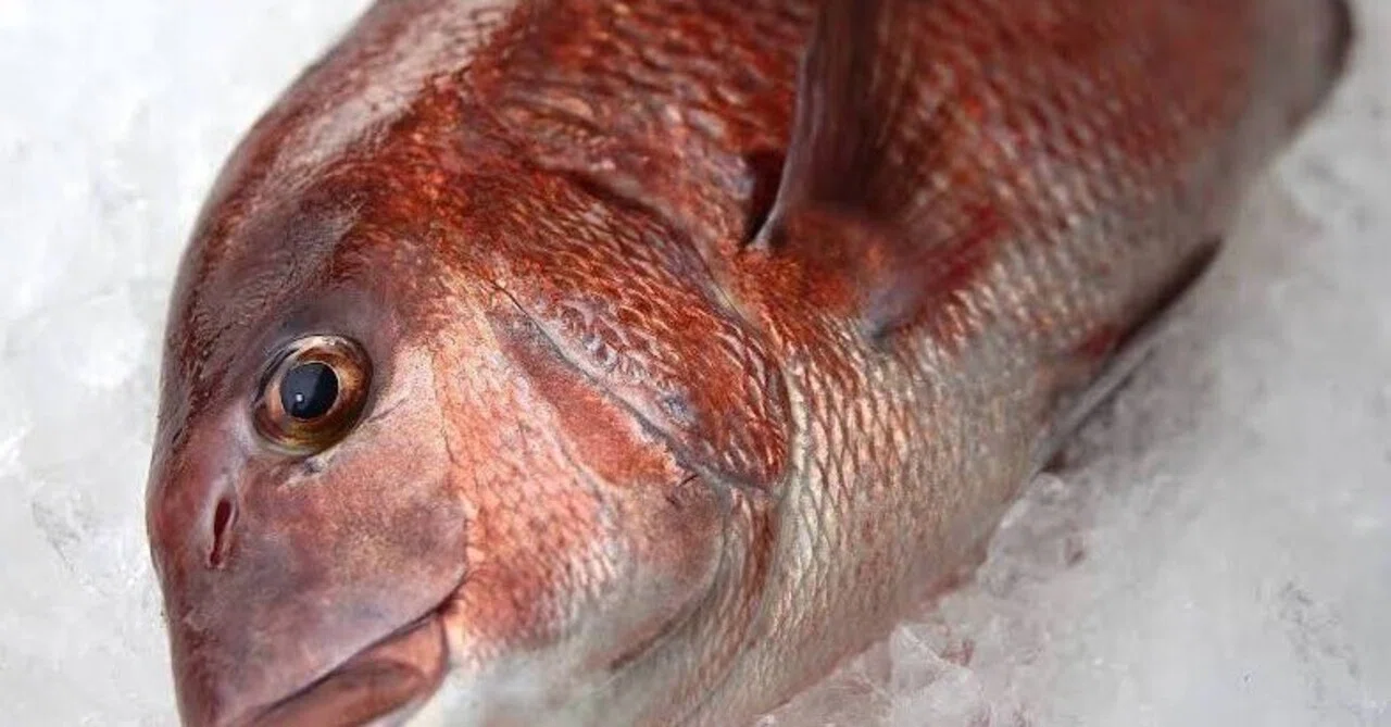 Tips for filleting fish into three pieces like a pro, recommended by a ...