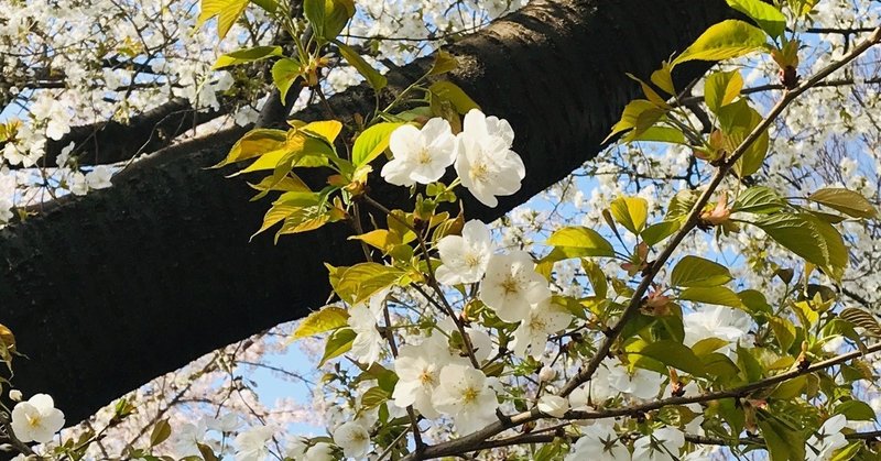 今年最初の朝市は。。。