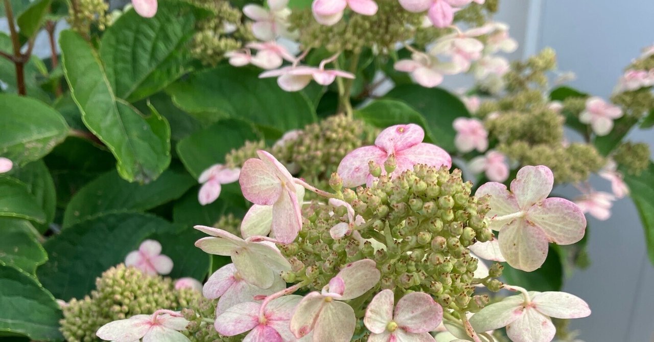 156 礼文アツモリソウ