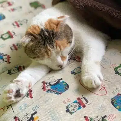 すこてぃしゅ